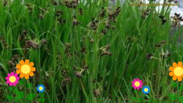 Ожика альпийская. Краткий обзор, описание характеристик, где купить саженцы luzula alpinopilosa смотреть онлайн