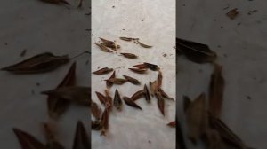 перебираю семена цинии. как узнать будет ли цветок мохровый