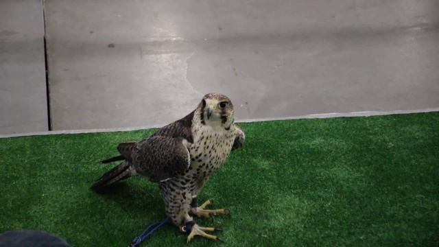 Санкт Петербургская международная конная выставка «Иппосфера» видео воскресенье 2 смотреть онлайн