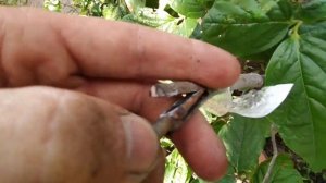 Результаты прививки хурмы