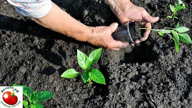 Как выглядит перец халапеньо и как его выращивать? смотреть онлайн