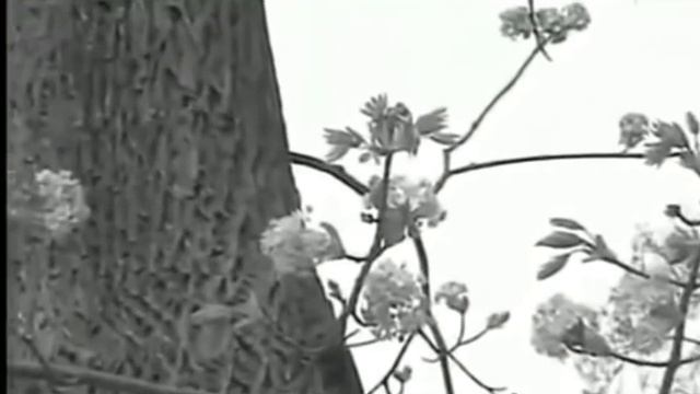 Nicolae Sulac - Crești, Pădure, și Te-ndeasă