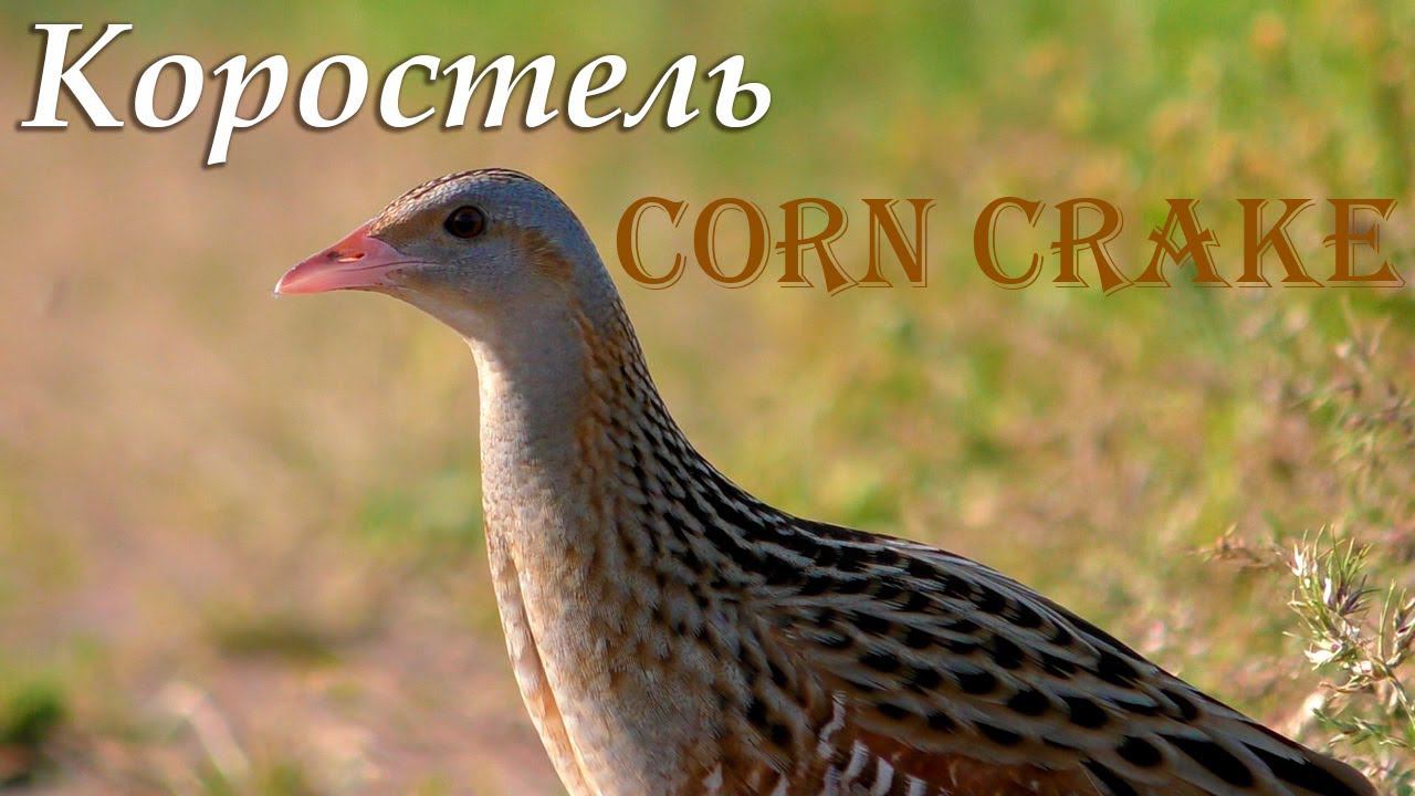 Коростель в период размножения смотреть онлайн