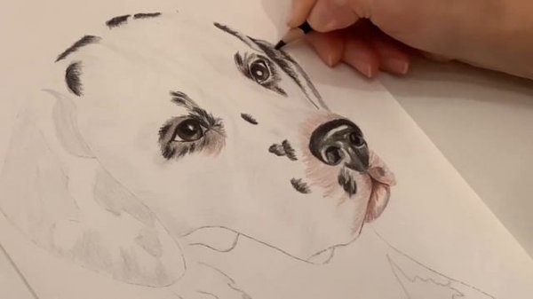 Как нарисовать собаку.Рисуем далматинца.Пошагово. Для начинающих.How to draw a dog.Painting lesson.