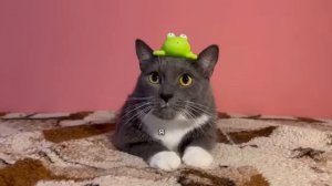 ТИПЫ УЧЕНИКОВ - ЕСЛИ БЫ КОТИКИ ХОДИЛИ В ШКОЛУ →
@kotynet