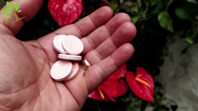 LINDO! Apenas 1 Comprimido faz Florescer e Crescer Muito (Qualquer Planta) смотреть онлайн