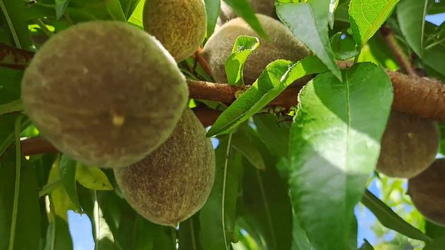 153 СВОЯ СЕСТРА И СОПЛИВАЯ ХОРОША! смотреть онлайн