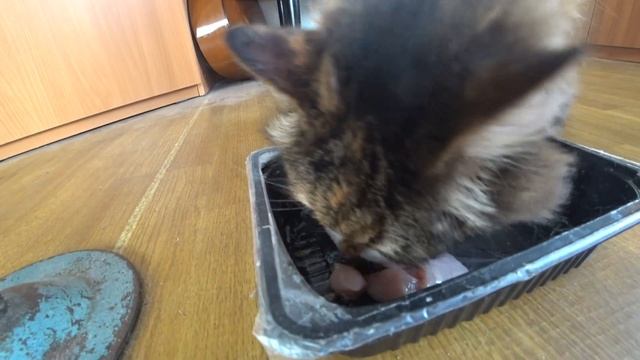 МУКБАНГ / МЯУРИЦЦИО ЕСТ КУРИЦУ / ФИЛЕ КУРИНОЕ / ОБЖОР / MUKBANG CAT / VLOG