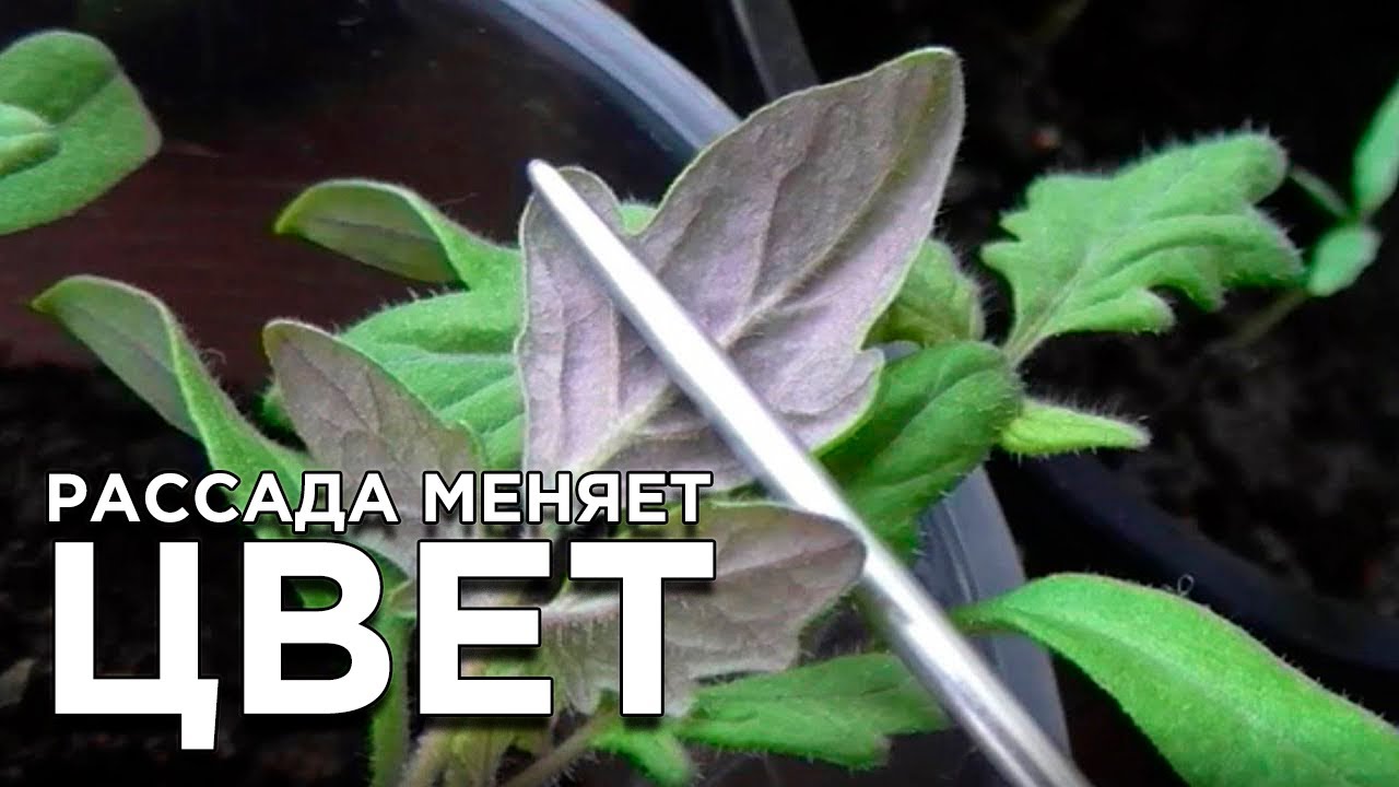 Почему рассада меняет цвет? Фиолетовые, желтые и серые листья.