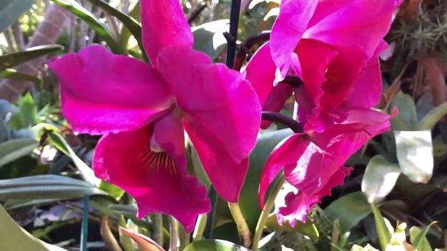 Пример Как Дурят Нашего Брата..Страсть Мийи. C. jenmanii, Miltassia Aztec. Милтассия. смотреть онлайн