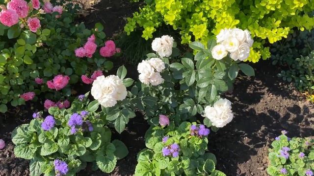 Шикарное цветение роз в бордюре. Все розы с названиями (Урал, 2-3 зона) смотреть онлайн