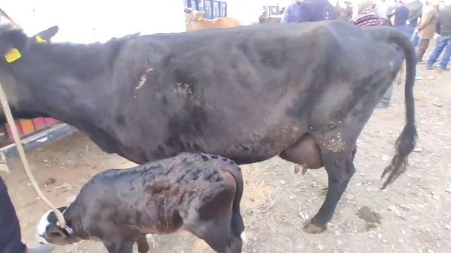 СААН УЙЛАР ЖАЛАЛ-АБАД МАЛ БАЗАР17 апреля 2021 г. смотреть онлайн