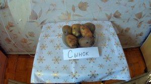 НАШУМЕВШИЙ КАРТОФЕЛЬ СОРТА «СЫНОК». ПОДГОТОВКА К ПОСАДКЕ.