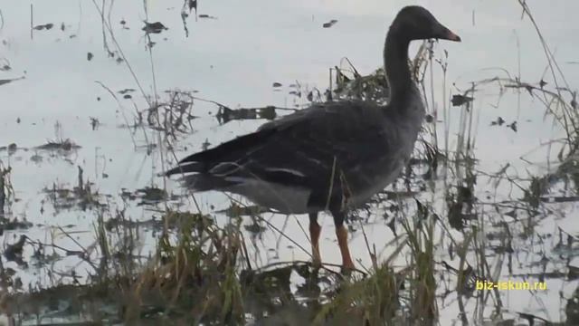 Иркутская область, Братское водохранилище, сентябрь, рыбалка, дикий гусь смотреть онлайн