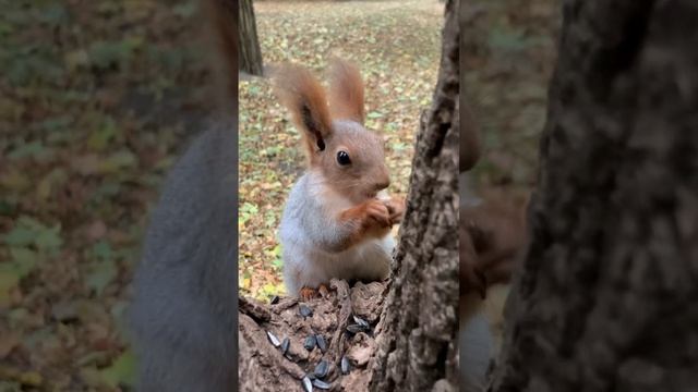 Заинтересованная белочка ? Interested squirrel смотреть онлайн