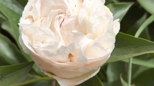 Mothers Choice Peony #peonygarden #pinkpeony #gardening #cultivating #motherschoicepeony #peony