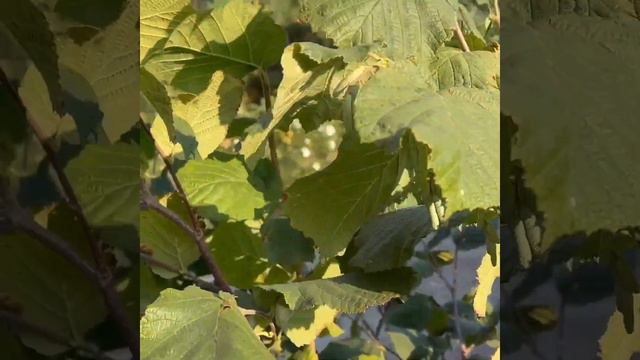 КАКИЕ СОРТА ФУНДУКА РАСТУТ в БЕЛАРУСИ смотреть онлайн