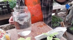 Как лечить хлороз растений