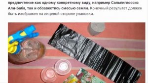 Сальпиглоссис - эффектное украшение сада.