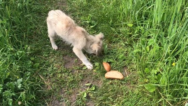 звон колоколов и звуки живой природы смотреть онлайн