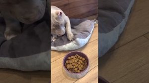 Воспитание щенка 1 день (американский булли стандарт)