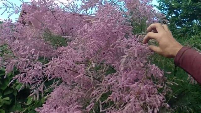 Тамарикс на Южном Урале.