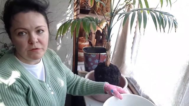 СПАСЕНИЕ пальмы и пересадка. смотреть онлайн