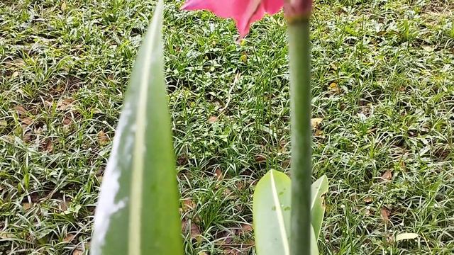 Exploring Lily Varieties: Barbados, Easter, Cacao, and Amaryllis! 🌺🌸 #lillyflower смотреть онлайн