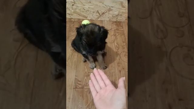 ПЯТЬ ВУНДЕРКИНДОВ! СКОРО БУДУТ ИСКАТЬ ДОМ! ПРИСМАТРИВАЙТЕСЬ! +7 916 919-23-59 Наташа #puppy#щенок смотреть онлайн