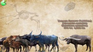 Bison vs Buffalo Size Comparison Living Extinct