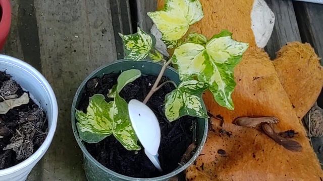 Gold Baby Ivy Houseplant care смотреть онлайн