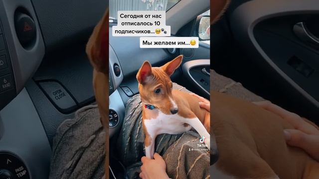 Всего хорошего! 🥰🐶😂🙈 #басенджи #basenji #роккибасенджи #собака #dog #мойдруг #всегохорошего смотреть онлайн