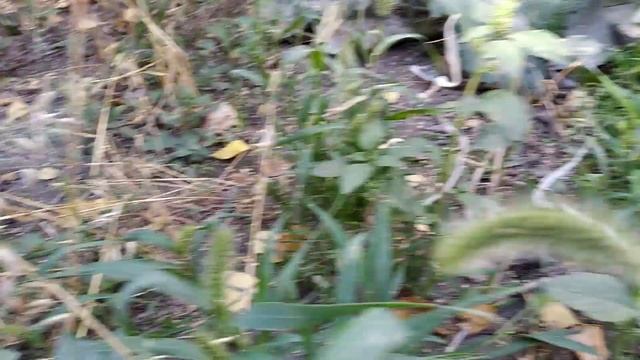 Дикий амарант - щирица. смотреть онлайн