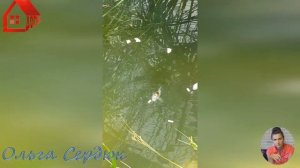 ПРУД - БЕРЕГА, ВОДОПАД - КАМЕНЬ НА ПЛЕНКУ. Отделка. Бюджетный вариант. Decoration of the pond banks