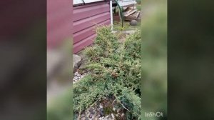 Можжевельник холгер