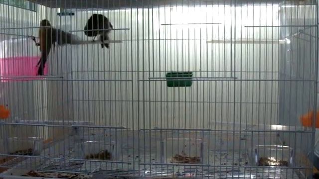 Щуры обыкновенные смотреть онлайн