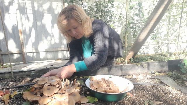 Грибы опята на даче. смотреть онлайн