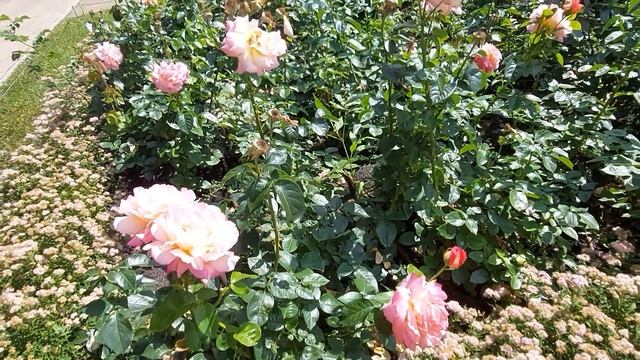 Цветники ВДНХ Москва #цветники #ВДНХ #Москвацветы