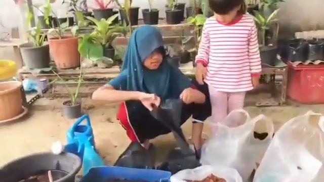 วิธีปลูกบอนดำสตูล แบบเร่งราก /เรียล่า смотреть онлайн