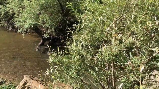 ПОХОД В ПОСЕЛЕНИЕ РОДОВЫХ ПОМЕСТИЙ "МЕЖДУРЕЧЬЕ" смотреть онлайн