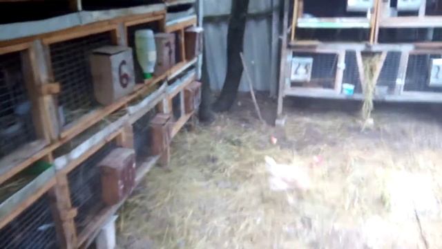 Каким кормом кормить цеплят . смотреть онлайн