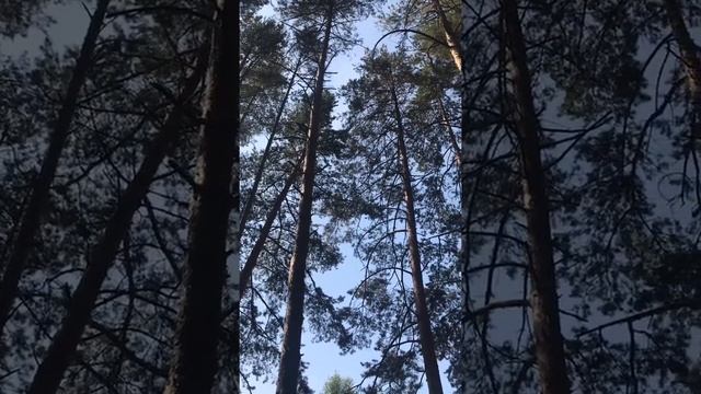 Медитация на 5 минут : здесь и сейчас, побыть в моменте, отключить мозг и расслабиться ??☘️ смотреть онлайн