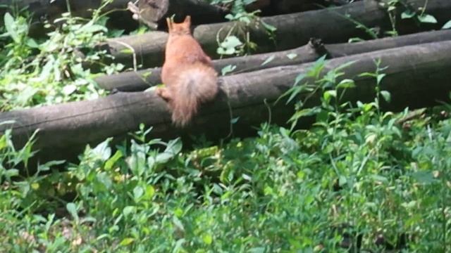 Две белочки выпрашивают орешки смотреть онлайн