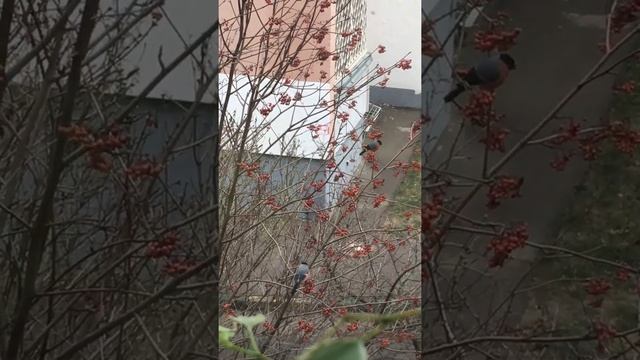 Прилетели снегири 29 ноября смотреть онлайн