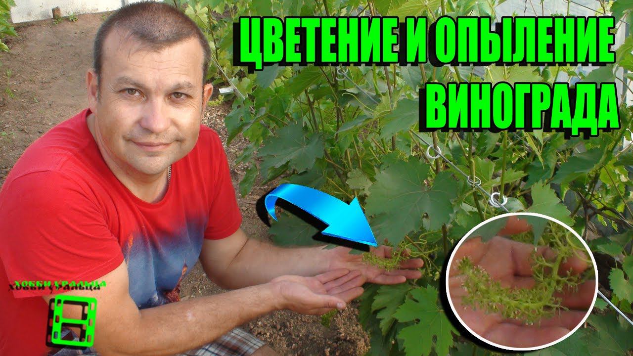 ОПЫЛЕНИЕ ВИНОГРАДА. ЦВЕТЕНИЕ. ТИПЫ ЦВЕТКОВ. ВЫРАЩИВАНИЕ ВИНОГРАДА В ТЕПЛИЦЕ. СЕВЕРНЫЙ ВИНОГРАДНИК смотреть онлайн