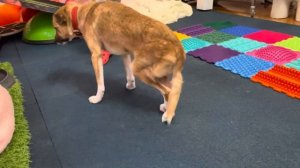 Особенный пёс Риччи. Выработка спинальной походки