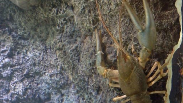 РЕЧНЫЕ ОКУНИ и РАК смотреть онлайн