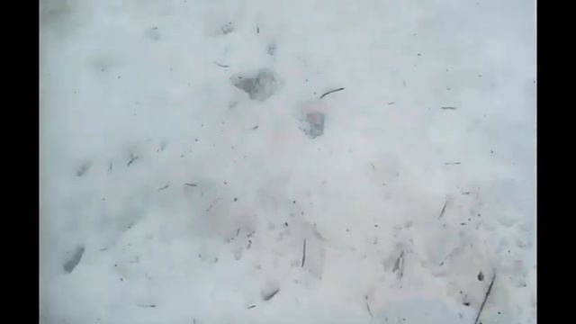 Коп с Металоискателем в Забайкальских Степях. Нашли Старые Монеты. смотреть онлайн