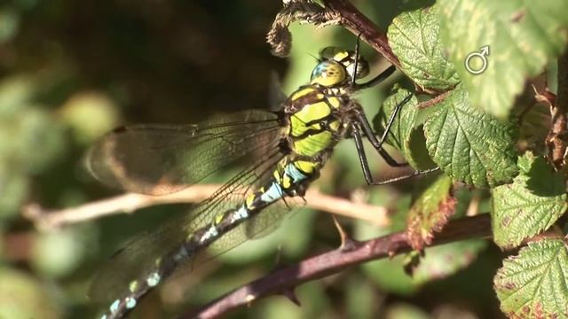Southern Hawker Dragonfly (Aeshna cyanea) смотреть онлайн