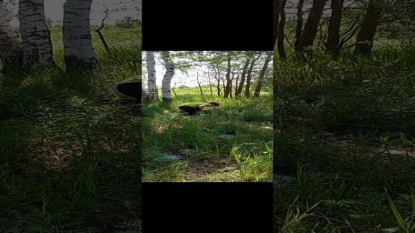 пол это лава